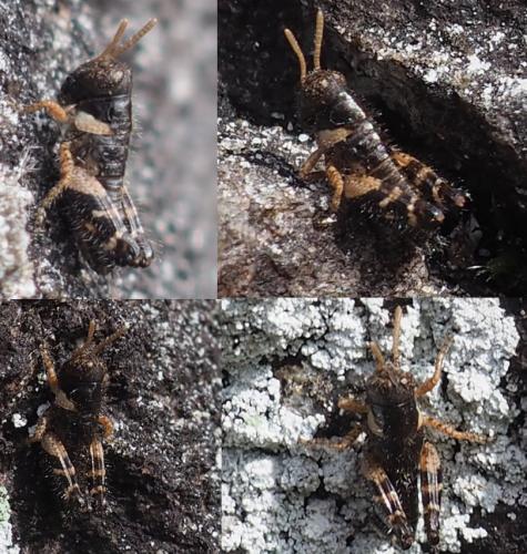 Calliptamus sp.